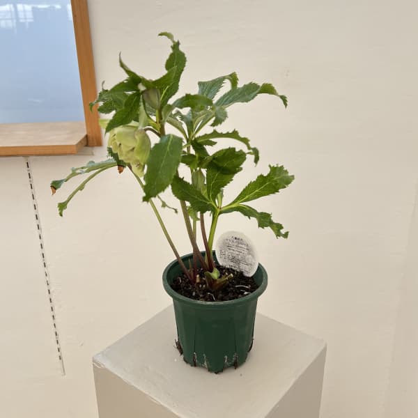 クリスマスローズ：ベルギー育種　ダブルグリーン26-12／4.5号ポット【現品販売】（開花～咲き進み株）