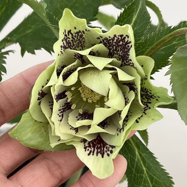 クリスマスローズ：ベルギー育種　ダブルグリーン26-12／4.5号ポット【現品販売】（開花～咲き進み株）