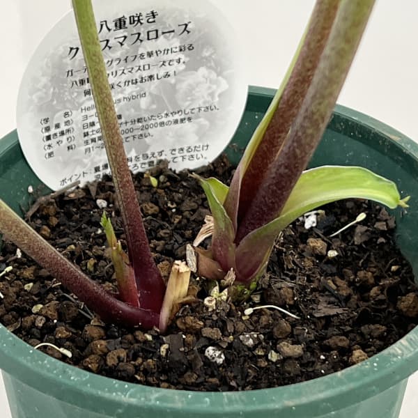 クリスマスローズ：ベルギー育種　ダブルグリーン26-12／4.5号ポット【現品販売】（開花～咲き進み株）