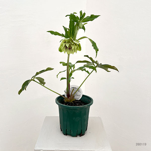 クリスマスローズ：ベルギー育種　ダブルグリーン26-13／4.5号ポット【現品販売】