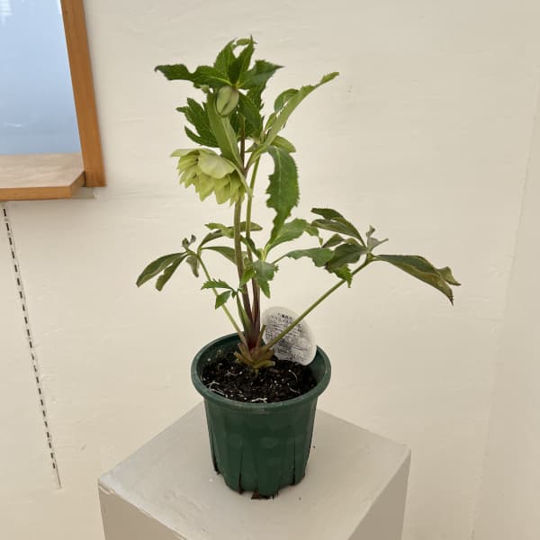 クリスマスローズ：ベルギー育種　ダブルグリーン26-13／4.5号ポット【現品販売】