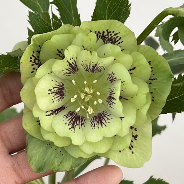 クリスマスローズ：ベルギー育種　ダブルグリーン26-13／4.5号ポット【現品販売】