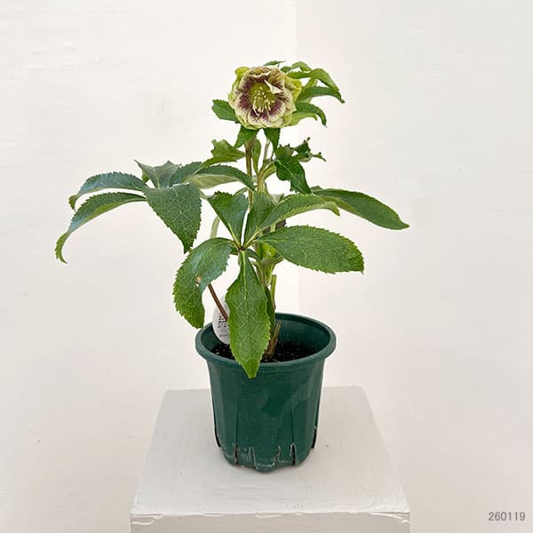 クリスマスローズ:ベルギー育種 ダブルグリーン26-14/4.5号ポット【現品販売】