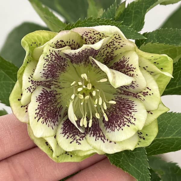 クリスマスローズ:ベルギー育種 ダブルグリーン26-14/4.5号ポット【現品販売】(開花~咲き進み株)