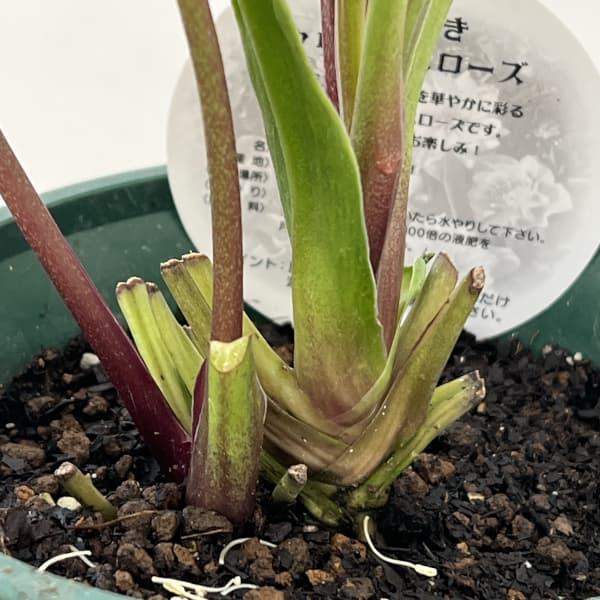 クリスマスローズ:ベルギー育種 ダブルグリーン26-14/4.5号ポット【現品販売】(開花~咲き進み株)