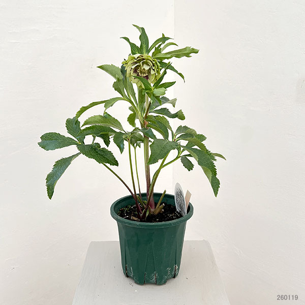 クリスマスローズ:ベルギー育種 ダブルグリーン26-15/4.5号ポット【現品販売】