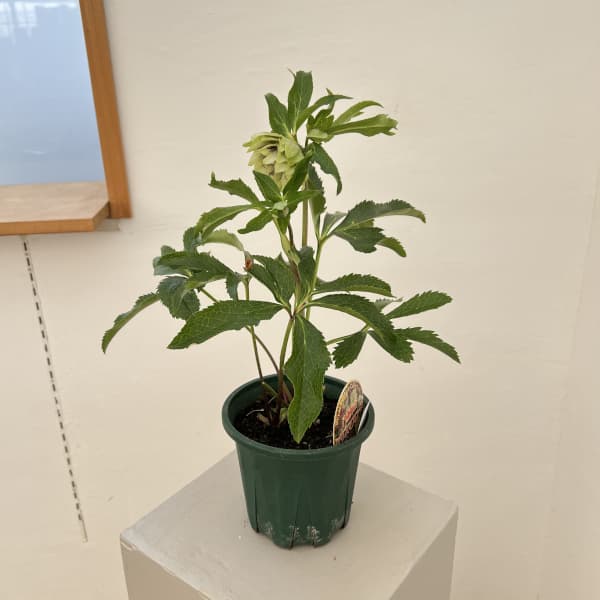 クリスマスローズ：ベルギー育種　ダブルグリーン26-15／4.5号ポット【現品販売】（開花～咲き進み株）