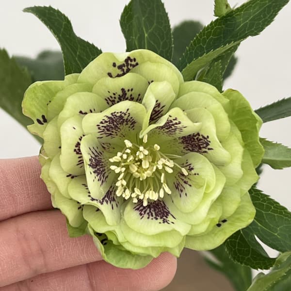 クリスマスローズ：ベルギー育種　ダブルグリーン26-15／4.5号ポット【現品販売】（開花～咲き進み株）