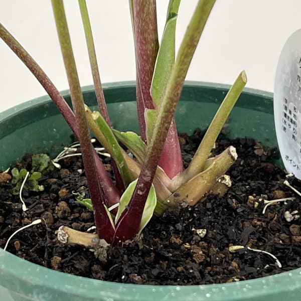 クリスマスローズ：ベルギー育種　ダブルグリーン26-15／4.5号ポット【現品販売】（開花～咲き進み株）