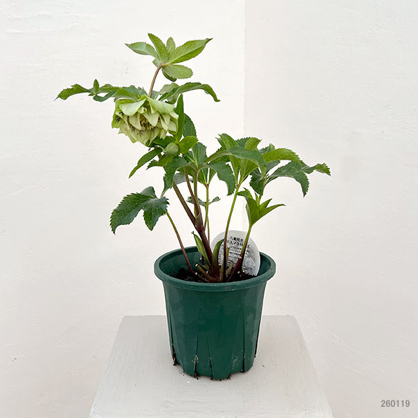 クリスマスローズ:ベルギー育種 ダブルグリーン26-16/4.5号ポット【現品販売】