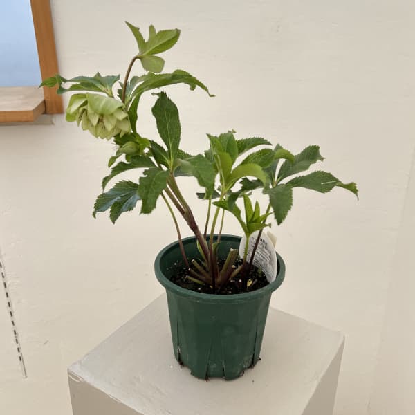 クリスマスローズ：ベルギー育種　ダブルグリーン26-16／4.5号ポット【現品販売】（開花～咲き進み株）