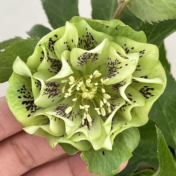 クリスマスローズ：ベルギー育種　ダブルグリーン26-16／4.5号ポット【現品販売】（開花～咲き進み株）