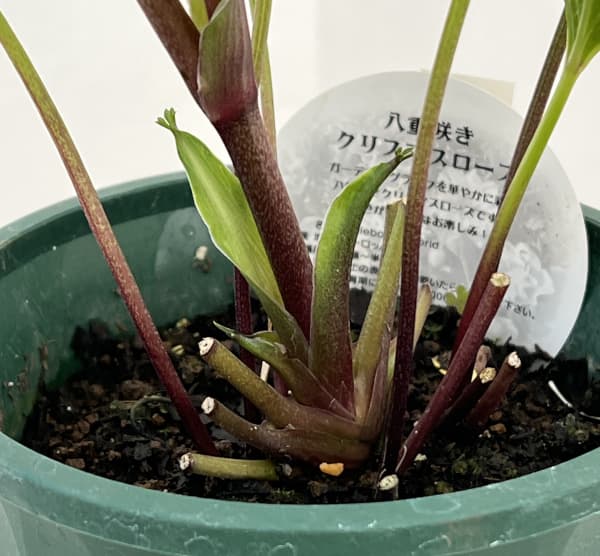 クリスマスローズ：ベルギー育種　ダブルグリーン26-16／4.5号ポット【現品販売】（開花～咲き進み株）