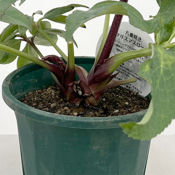 クリスマスローズ：ベルギー育種　ダブルブラック26-01／4.5号ポット【現品販売】