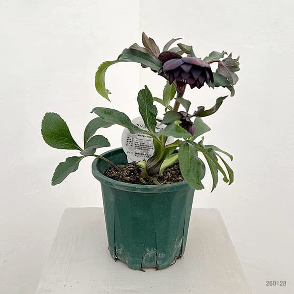 クリスマスローズ：ベルギー育種　ダブルブラック26-03／4.5号ポット【現品販売】