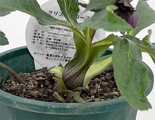 クリスマスローズ：ベルギー育種　ダブルブラック26-03／4.5号ポット【現品販売】