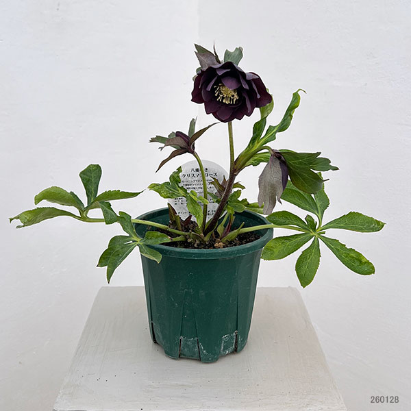クリスマスローズ:ベルギー育種 ダブルブラック26-05/4.5号ポット【現品販売】