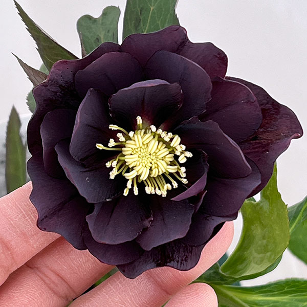 クリスマスローズ:ベルギー育種 ダブルブラック26-05/4.5号ポット【現品販売】