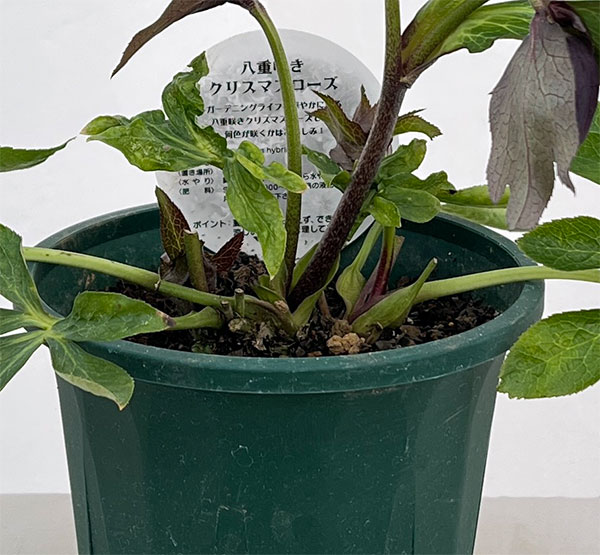 クリスマスローズ:ベルギー育種 ダブルブラック26-05/4.5号ポット【現品販売】