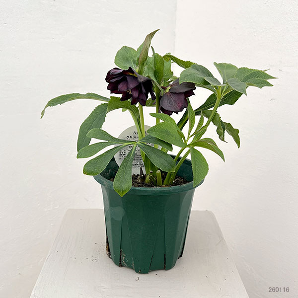クリスマスローズ：ベルギー育種　ダブルブラック26-06／4.5号ポット【現品販売】