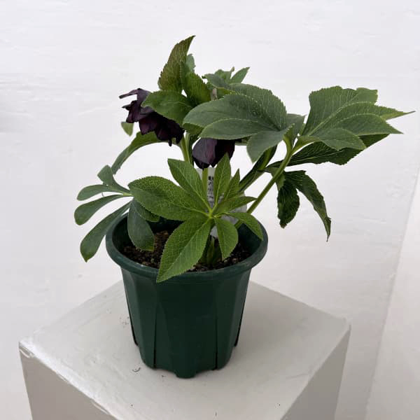 クリスマスローズ:ベルギー育種 ダブルブラック26-06/4.5号ポット【現品販売】(開花~咲き進み株)