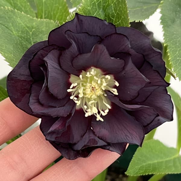 クリスマスローズ:ベルギー育種 ダブルブラック26-06/4.5号ポット【現品販売】(開花~咲き進み株)