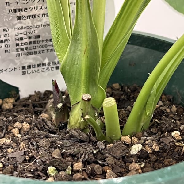 クリスマスローズ:ベルギー育種 ダブルブラック26-06/4.5号ポット【現品販売】(開花~咲き進み株)
