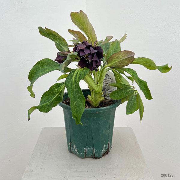 クリスマスローズ:ベルギー育種 ダブルブラック26-07/4.5号ポット【現品販売】