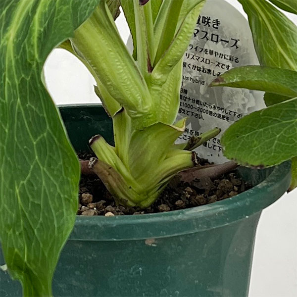 クリスマスローズ:ベルギー育種 ダブルブラック26-07/4.5号ポット【現品販売】