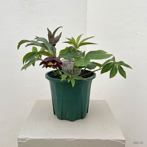 クリスマスローズ：ベルギー育種　ダブルブラック26-08／4.5号ポット【現品販売】