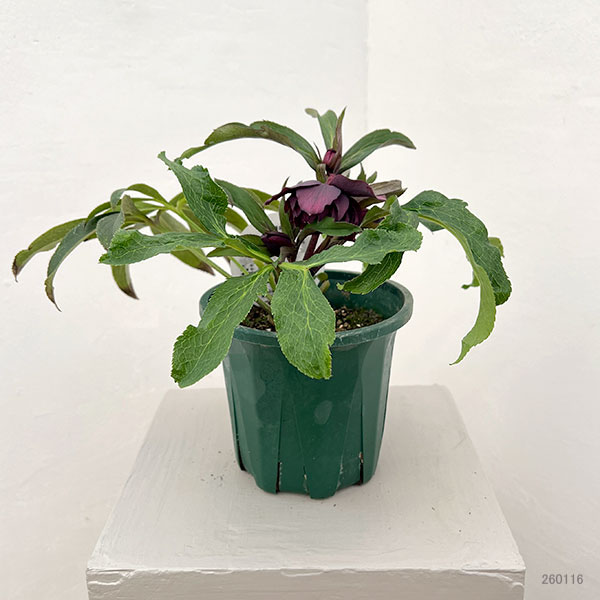 クリスマスローズ：ベルギー育種　ダブルブラック26-09／4.5号ポット【現品販売】