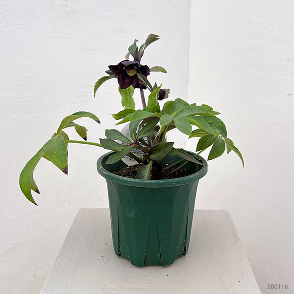 クリスマスローズ：ベルギー育種　ダブルブラック26-11／4.5号ポット【現品販売】