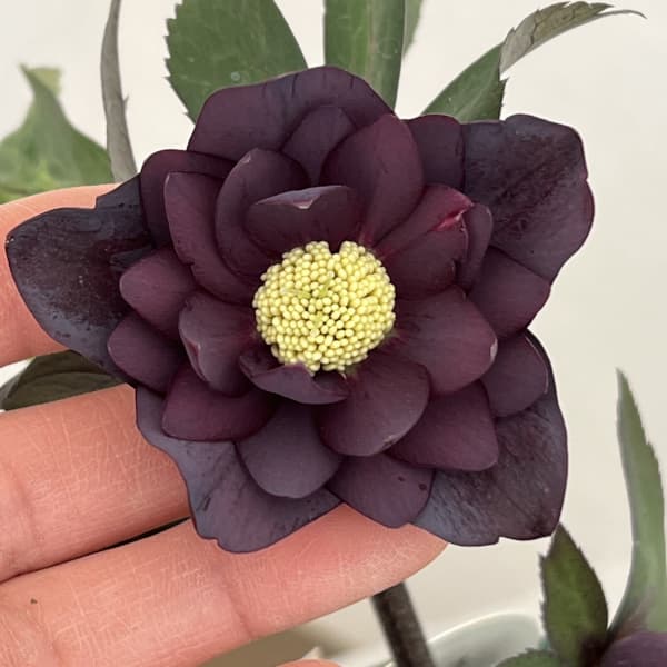 園芸ネット本店｜クリスマスローズ：ベルギー育種 ダブルブラック26-11