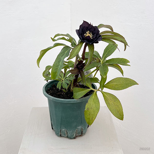 クリスマスローズ：ベルギー育種　ダブルブラック26-12／4.5号ポット【現品販売】