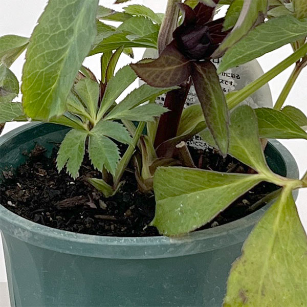 クリスマスローズ：ベルギー育種　ダブルブラック26-12／4.5号ポット【現品販売】