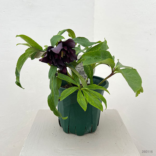 クリスマスローズ：ベルギー育種　ダブルブラック26-13／4.5号ポット【現品販売】