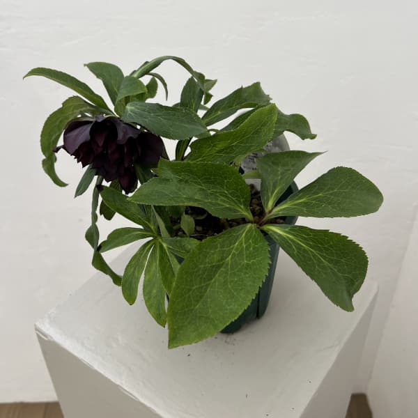 クリスマスローズ：ベルギー育種　ダブルブラック26-13／4.5号ポット【現品販売】（開花～咲き進み株）