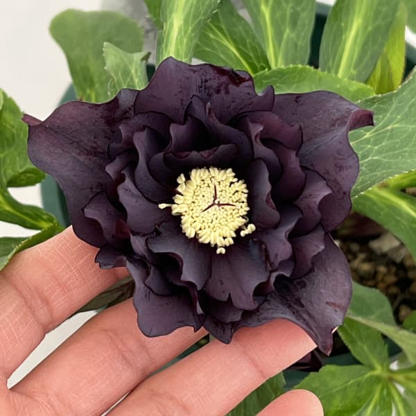 クリスマスローズ：ベルギー育種　ダブルブラック26-13／4.5号ポット【現品販売】（開花～咲き進み株）