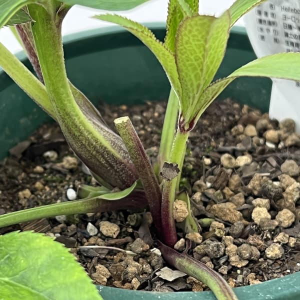 クリスマスローズ：ベルギー育種　ダブルブラック26-13／4.5号ポット【現品販売】（開花～咲き進み株）