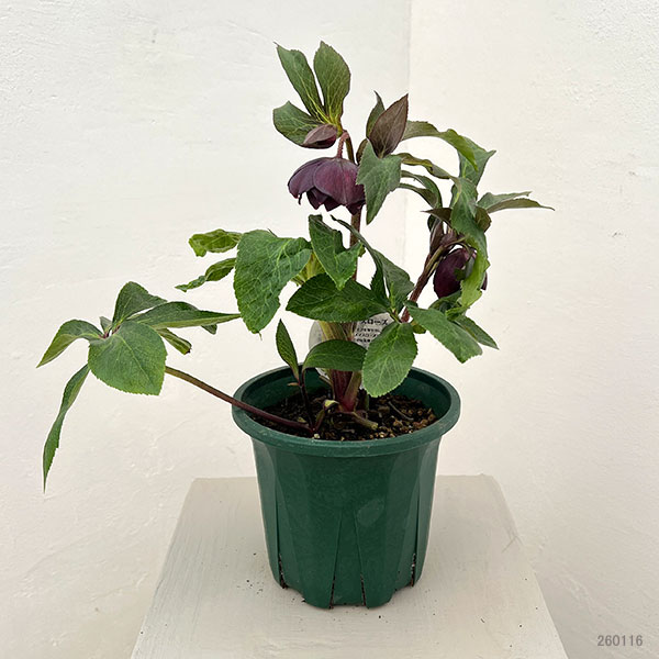 クリスマスローズ：ベルギー育種　ダブルブラック26-14／4.5号ポット【現品販売】