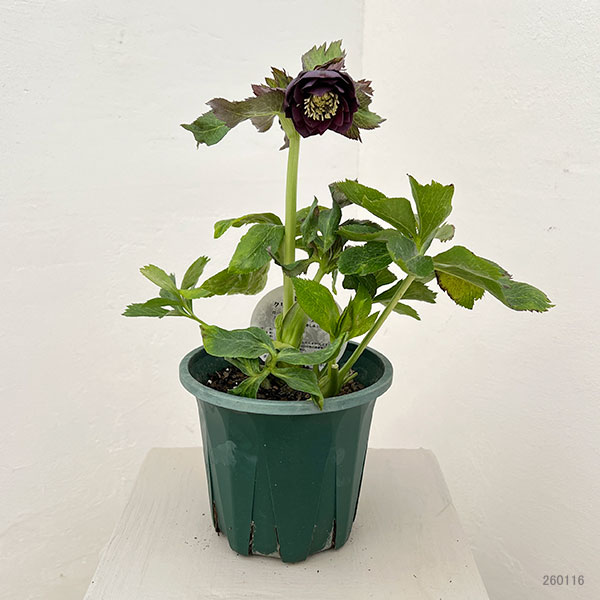 クリスマスローズ：ベルギー育種　ダブルブラック26-15／4.5号ポット【現品販売】