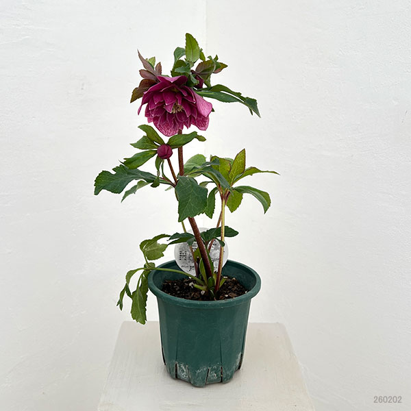 クリスマスローズ:ベルギー育種 ダブルレッドホワイトエッジ26-02/4.5号ポット【現品販売】