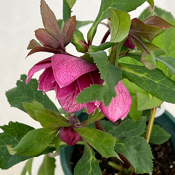 クリスマスローズ:ベルギー育種 ダブルレッドホワイトエッジ26-02/4.5号ポット【現品販売】