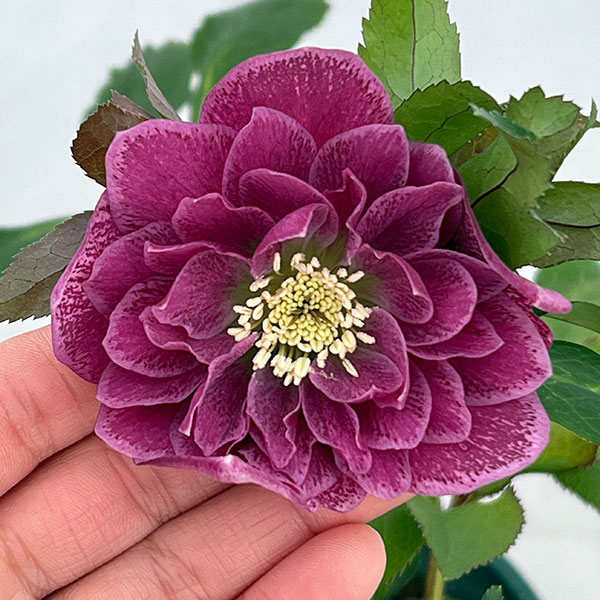 クリスマスローズ:ベルギー育種 ダブルレッドホワイトエッジ26-02/4.5号ポット【現品販売】