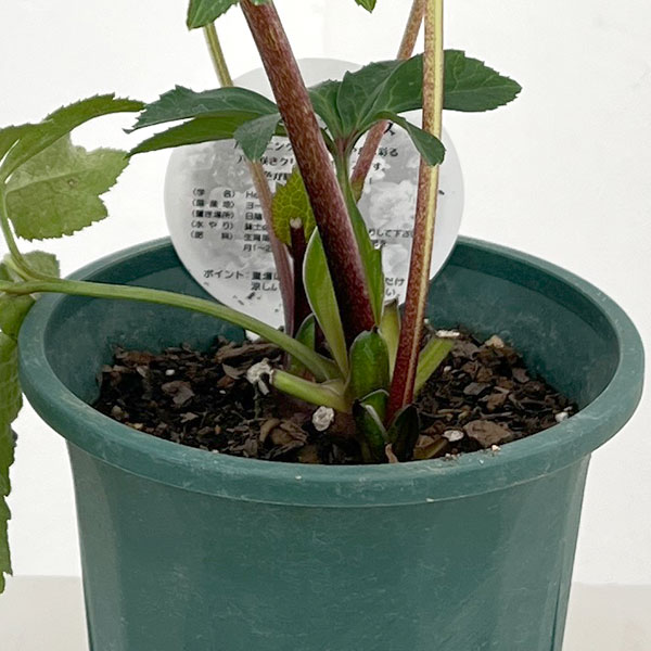 クリスマスローズ:ベルギー育種 ダブルレッドホワイトエッジ26-02/4.5号ポット【現品販売】