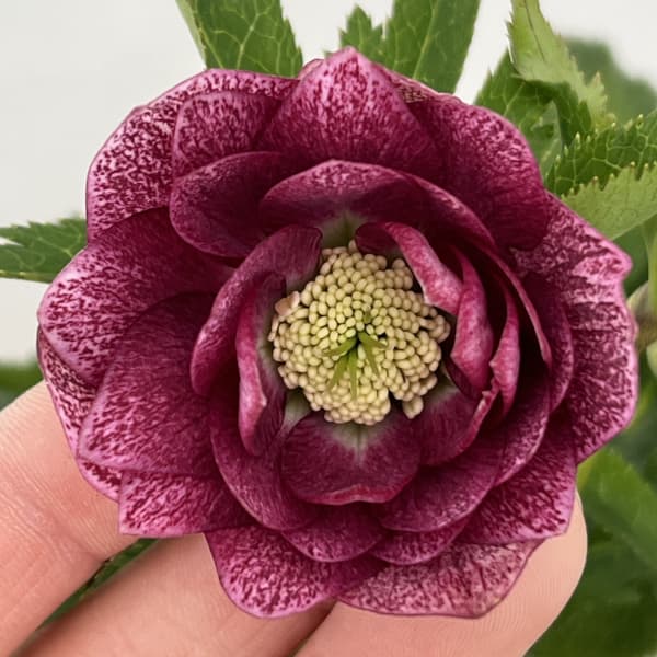 クリスマスローズ：ベルギー育種　ダブルレッドホワイトエッジ26-03／4.5号ポット【現品販売】