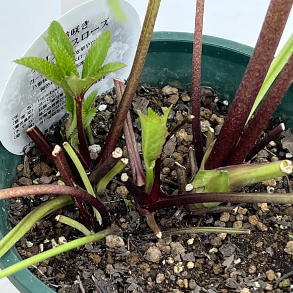 クリスマスローズ：ベルギー育種　ダブルレッドホワイトエッジ26-03／4.5号ポット【現品販売】