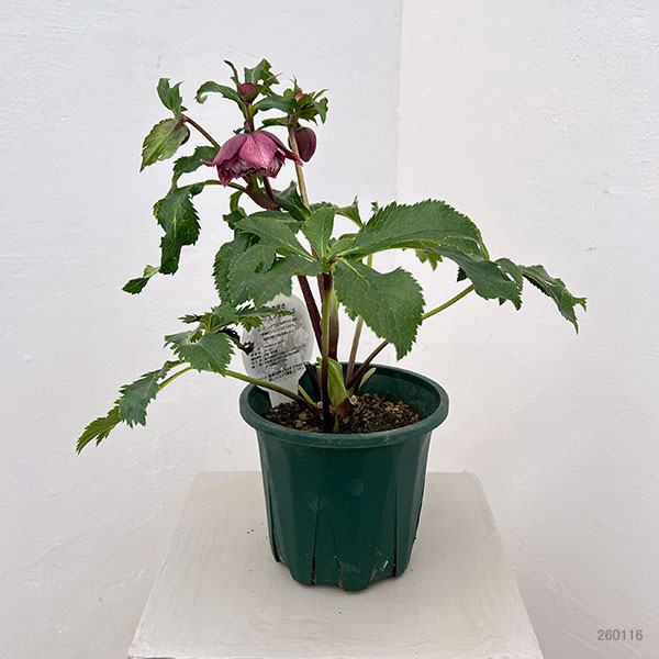 クリスマスローズ：ベルギー育種　ダブルレッドホワイトエッジ26-04／4.5号ポット【現品販売】