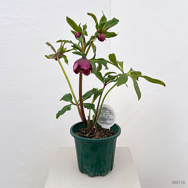 クリスマスローズ：ベルギー育種　ダブルレッドホワイトエッジ26-05／4.5号ポット【現品販売】