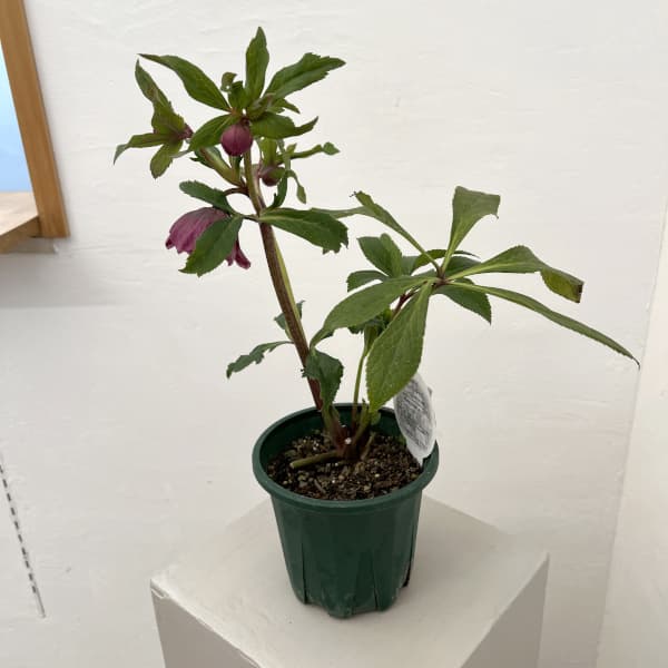 クリスマスローズ：ベルギー育種　ダブルレッドホワイトエッジ26-05／4.5号ポット【現品販売】（開花～咲き進み株）